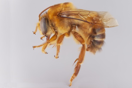 [Ptiloglossa male (lateral/side view) thumbnail]